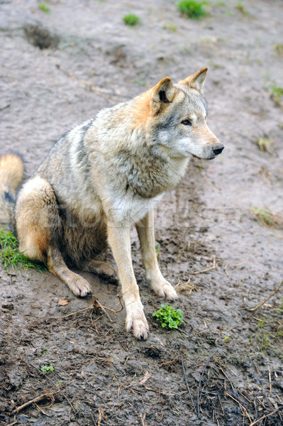 Kereste kurt köpek portre özgürlük korku Stok fotoğraf © byrdyak