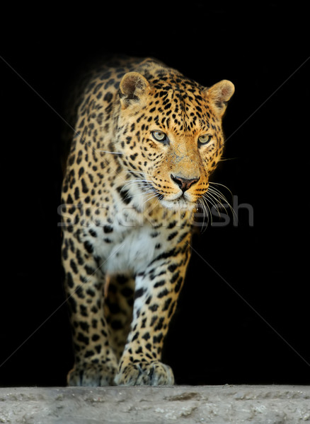 Leopar karanlık yüz doğa Stok fotoğraf © byrdyak