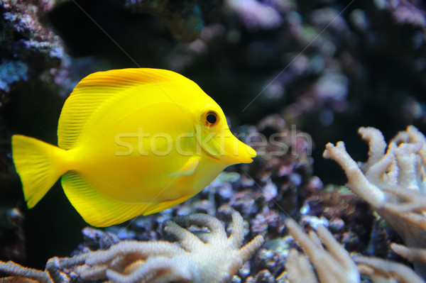 Tropikalnych żółty rafa koralowa Fotografia wody ryb Zdjęcia stock © byrdyak