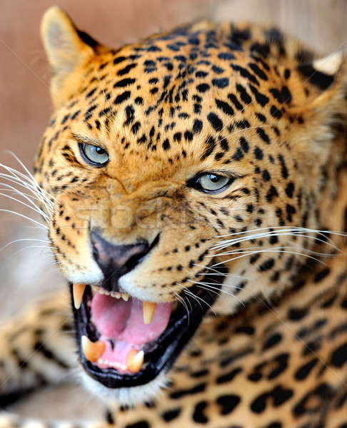 Leopard ochi faţă Africa negru junglă Imagine de stoc © byrdyak
