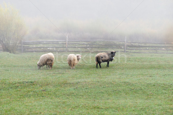 羊 農場 霧 面對 年輕 白 商業照片 © byrdyak