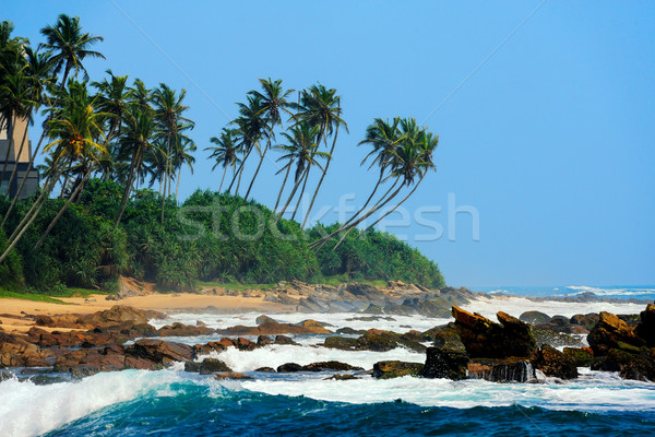 Plage tropicale Palm Sri Lanka plage ciel arbre [[stock_photo]] © byrdyak