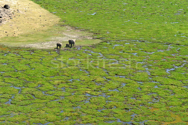 Elephants in National Park of Africa Stock photo © byrdyak