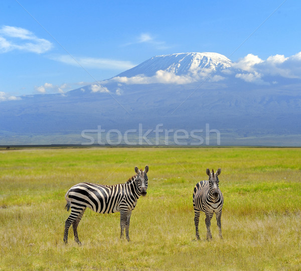 Stock photo: Zebra
