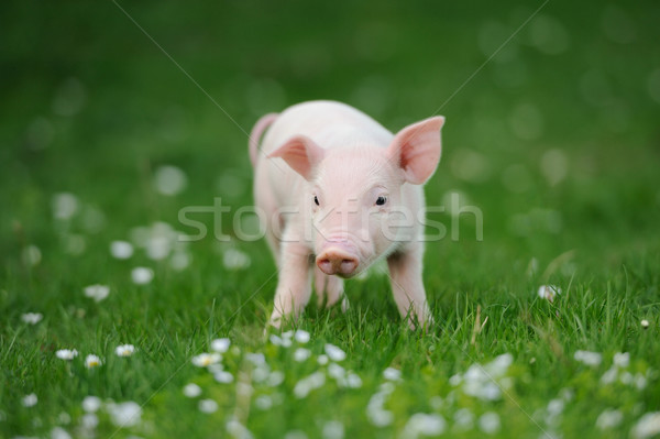 Foto stock: Jovem · porco · grama · verde · primavera · natureza · verão