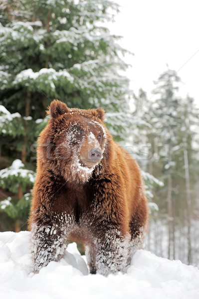 Niedźwiedź brunatny zimą lasu drewna tle Zdjęcia stock © byrdyak