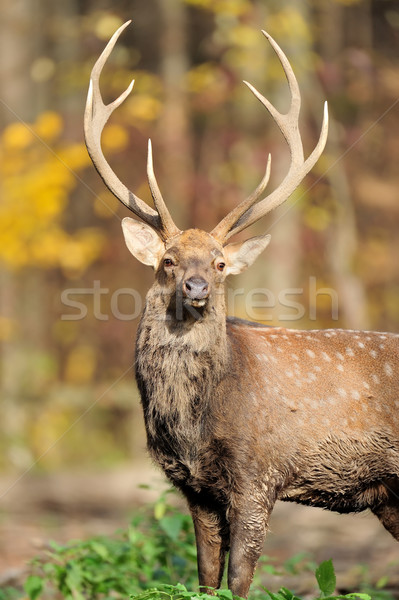 Stock photo: Deer