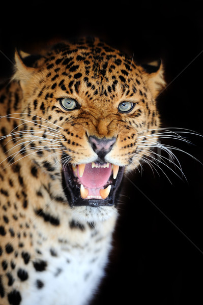 Zdjęcia stock: Leopard · portret · ciemne · oka · twarz · Afryki