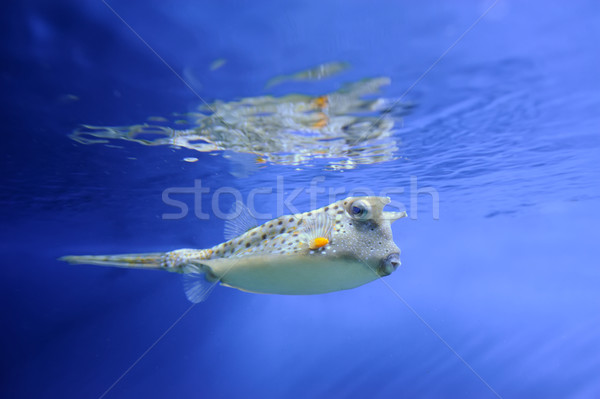 Underwater scene Stock photo © byrdyak