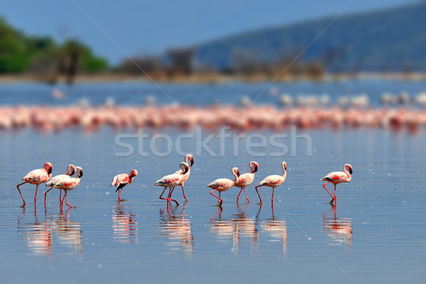 Flamingos Stock photo © byrdyak
