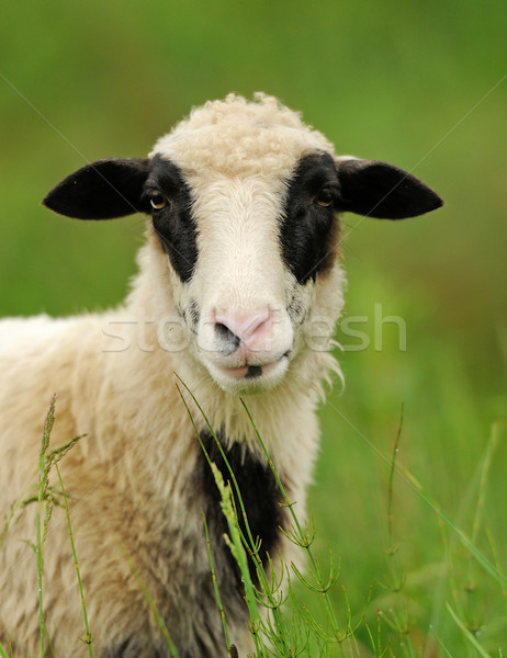 White sheep in grass Stock photo © byrdyak