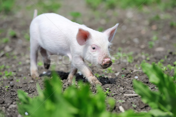 Kismalac farm tavasz zöld fű természet háttér Stock fotó © byrdyak