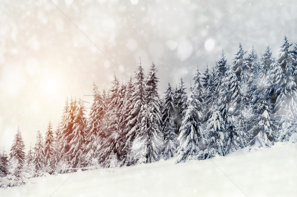 Iarnă peisaj frumos zăpadă acoperit copaci Imagine de stoc © byrdyak