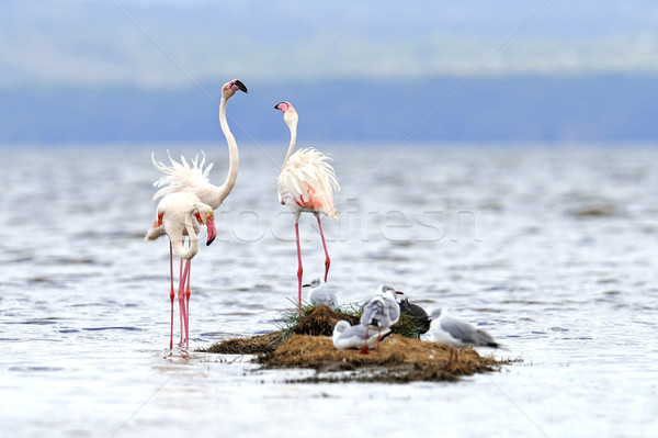 Flamingo Stock photo © byrdyak