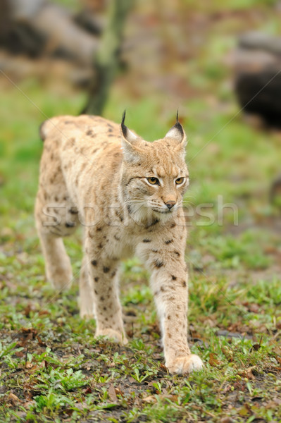 Young lynx Stock photo © byrdyak