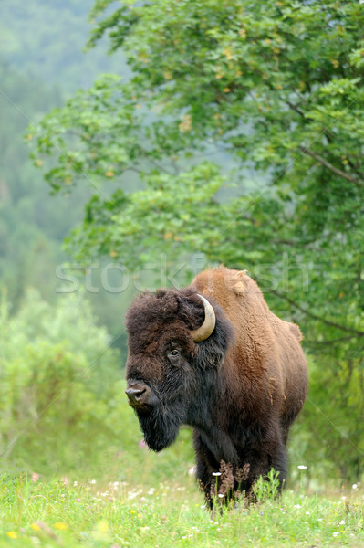 Bison Stock photo © byrdyak