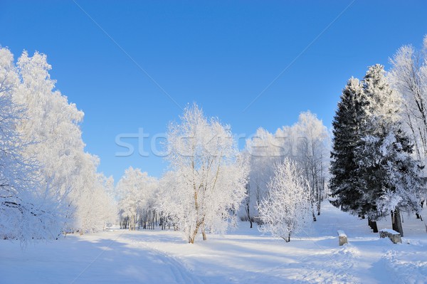 [[stock_photo]]: Hiver · parc · neige · forêt · nature
