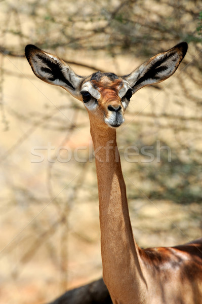 Park északi Kenya fű természet portré Stock fotó © byrdyak