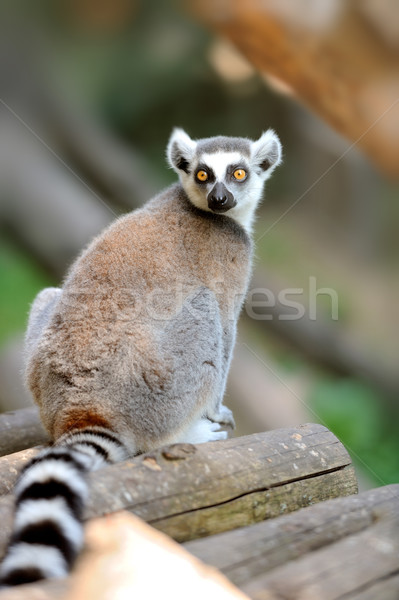 Young ring-tailed lemur Stock photo © byrdyak