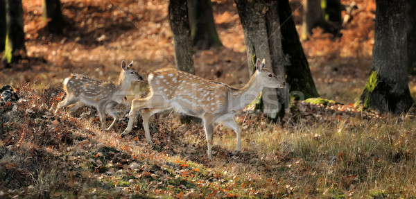 Whitetail Deer standing in autumn day Stock photo © byrdyak