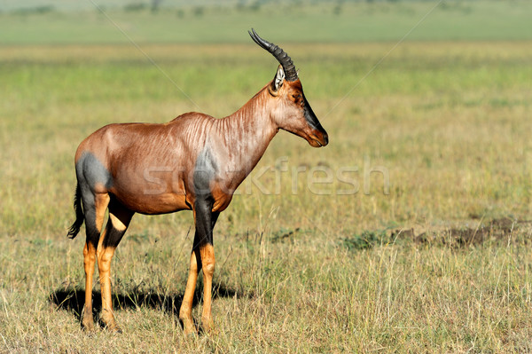 Stock photo: Topi Antelope