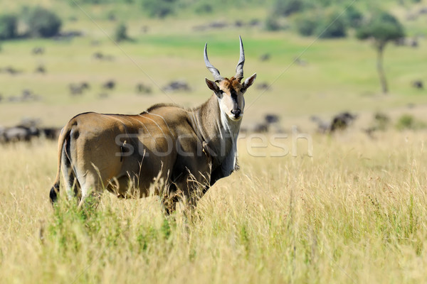 Greater kudu (Tragelaphus strepsiceros) Stock photo © byrdyak