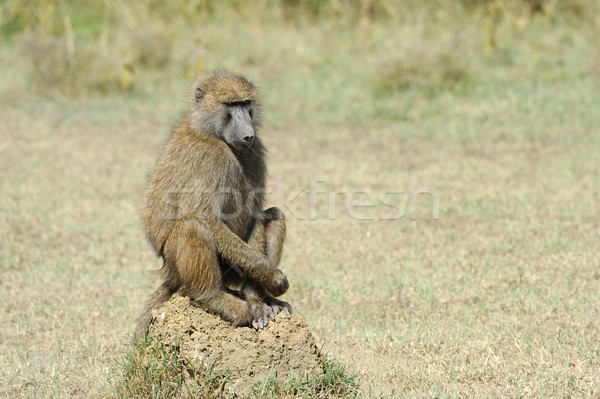 Imagine de stoc: Babuin · piatră · parc · Kenia · Africa · natură