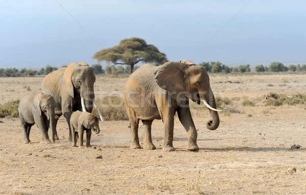 Сток-фото: слон · парка · Кения · Африка · ребенка · трава