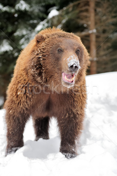 Ponosi niedźwiedź brunatny zimą lasu drewna Zdjęcia stock © byrdyak