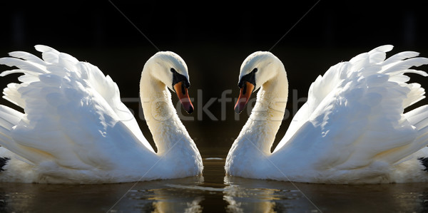Swan in the lake Stock photo © byrdyak