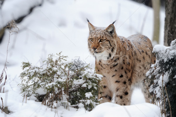 Stockfoto: Lynx · mooie · wild · winter · dag · kat