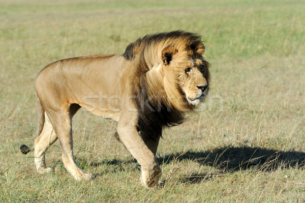 лев трава Кения парка лице природы Сток-фото © byrdyak
