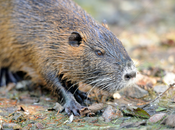 Coypu Stock photo © byrdyak