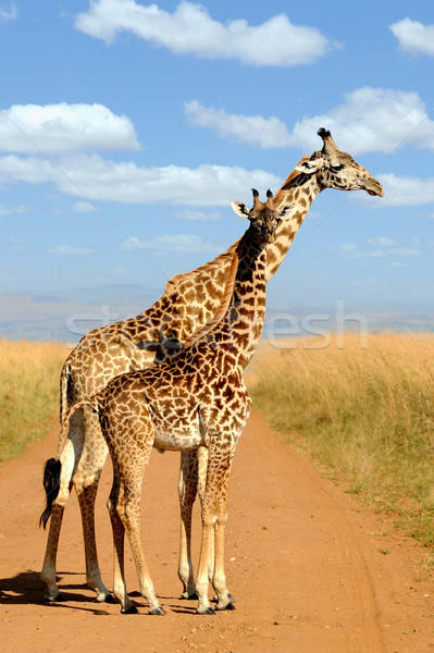 Zdjęcia stock: żyrafa · parku · Kenia · Afryki · oka · twarz