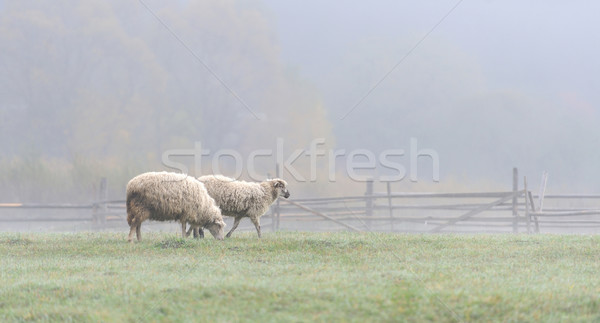 Sheep Stock photo © byrdyak