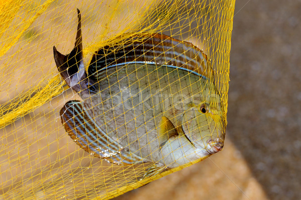 Hal halászat nagy citromsárga kéz munka Stock fotó © byrdyak