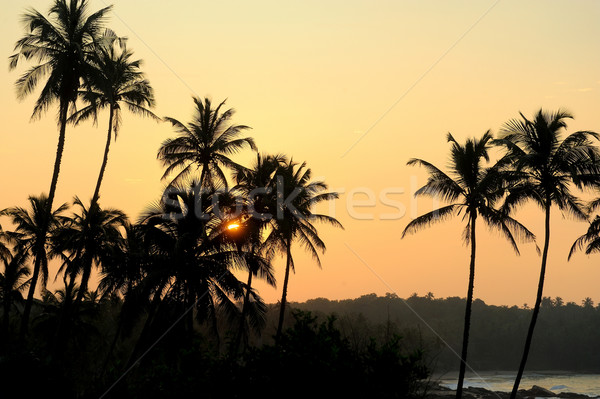 Tropikal gün batımı güzel palmiye ağaçları plaj gökyüzü Stok fotoğraf © byrdyak
