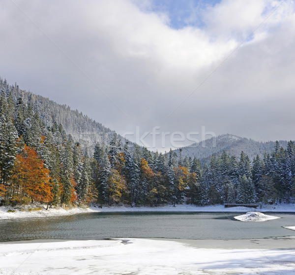 Mountain forest with first winter snow Stock photo © byrdyak