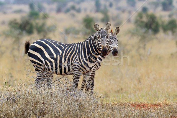 Zebra on grassland in Africa Stock photo © byrdyak