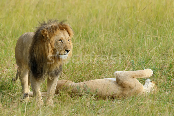 étroite lion parc Kenya Afrique chat [[stock_photo]] © byrdyak