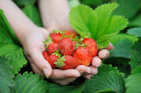 [[stock_photo]]: Mains · fraîches · fraises · alimentaire