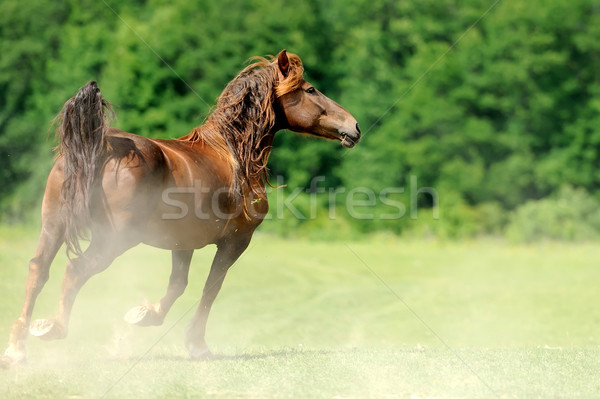 Horse Stock photo © byrdyak