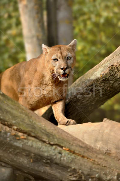 Cougar Stock photo © byrdyak