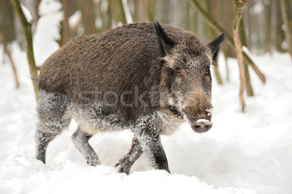 Wild boar Stock photo © byrdyak