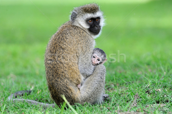 Vervet monkey Stock photo © byrdyak
