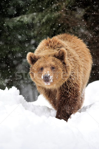 Ponosi niedźwiedź brunatny zimą lasu drewna Zdjęcia stock © byrdyak
