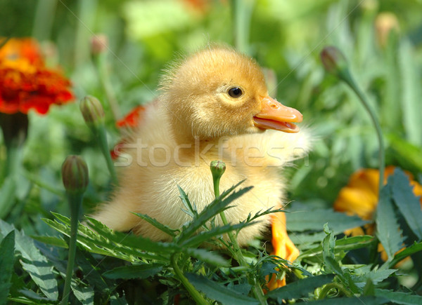 Jaune caneton herbe eau printemps oiseau Photo stock © byrdyak