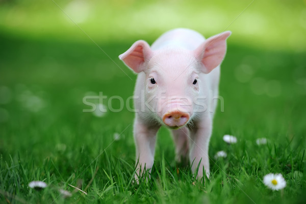 Stock photo: Young pig in grass