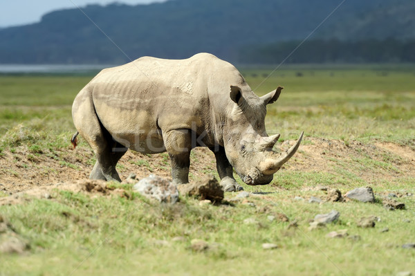 Stockfoto: Neushoorn · afrikaanse · witte · meer · baby · reizen