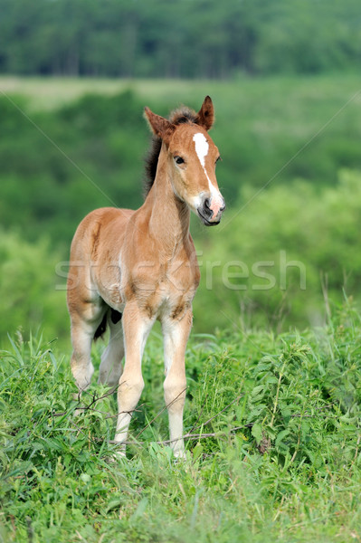Cavalo grama natureza saltar acelerar correr Foto stock © byrdyak